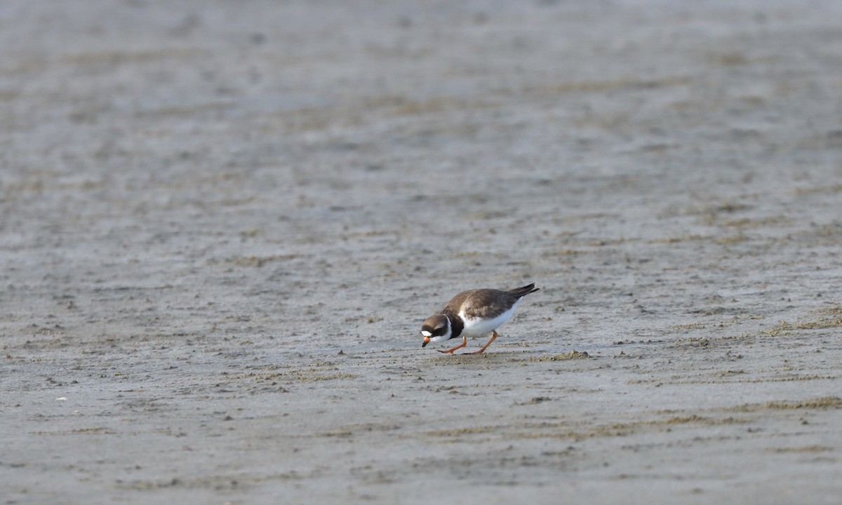 Semipalmated Plover - ML579651381