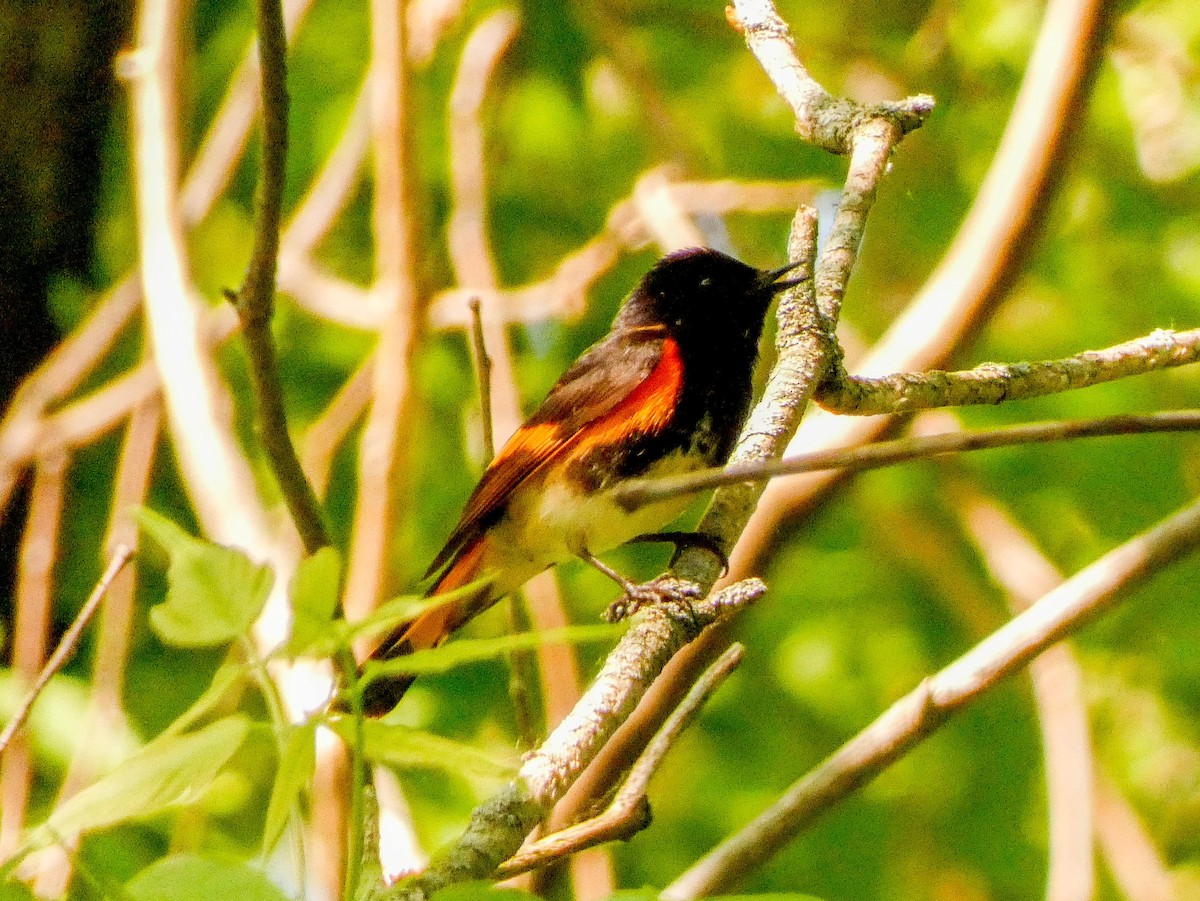 American Redstart - ML579651731