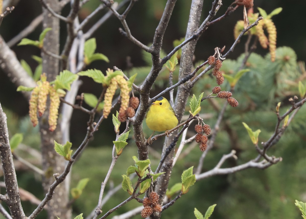 Wilson's Warbler - ML579651981