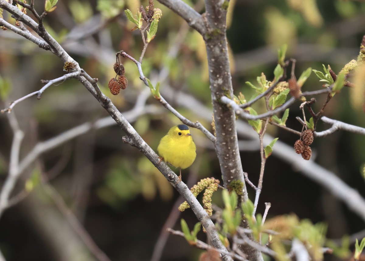 Wilson's Warbler - ML579652001