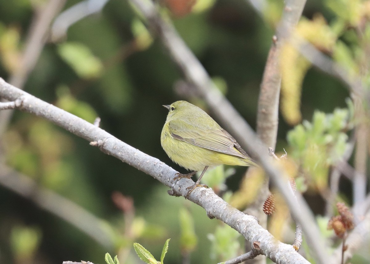 Orange-crowned Warbler (lutescens) - ML579652061