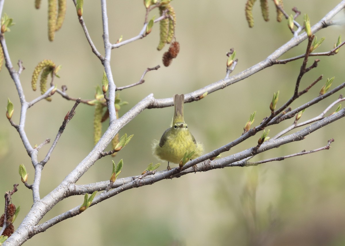 Orange-crowned Warbler (lutescens) - ML579652081