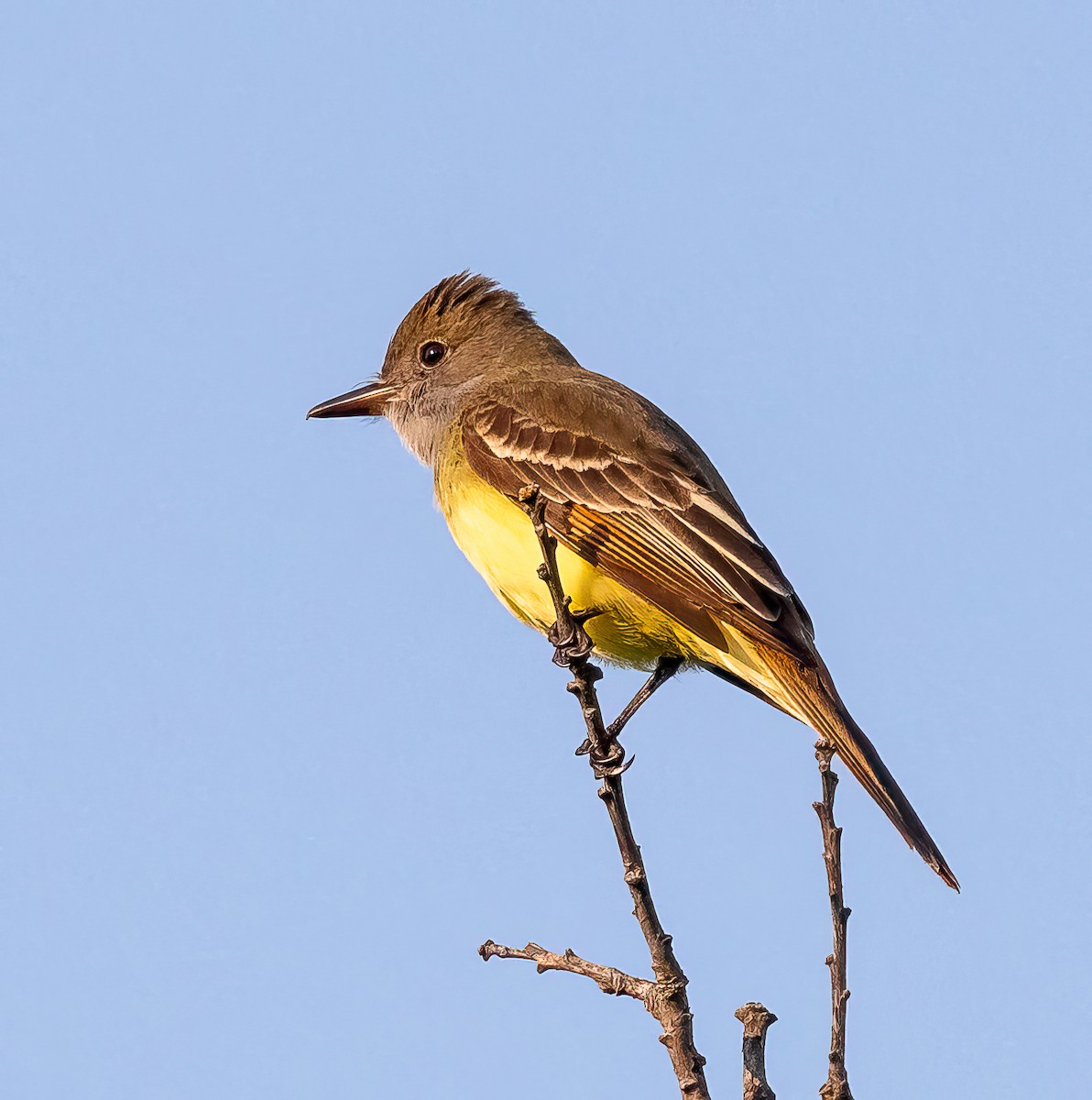 Great Crested Flycatcher - ML579652321
