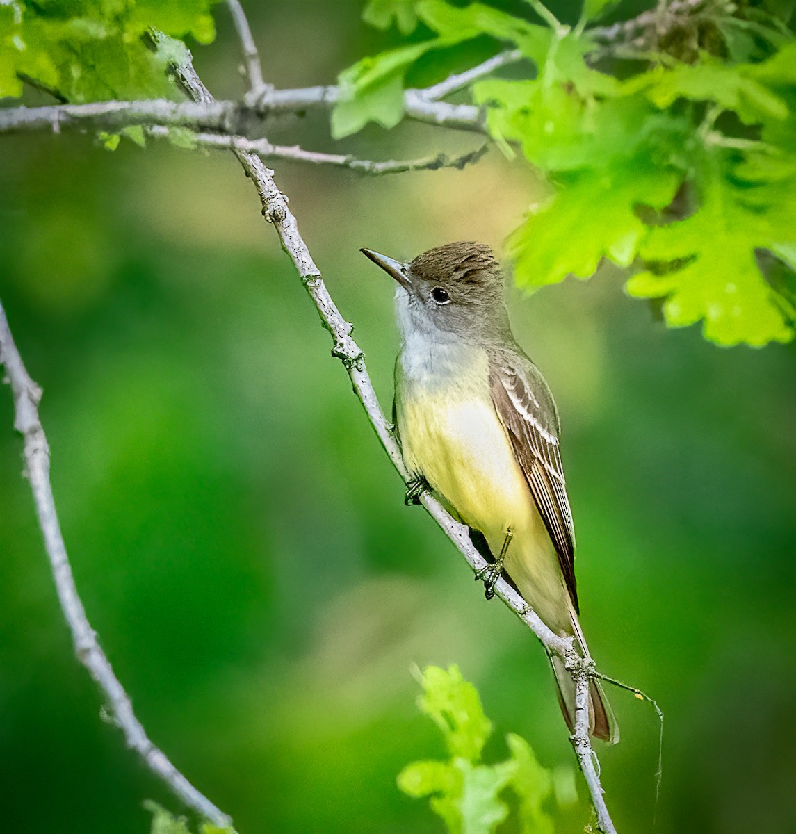 Great Crested Flycatcher - ML579652331