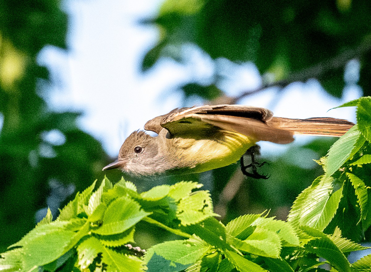 Great Crested Flycatcher - ML579652341