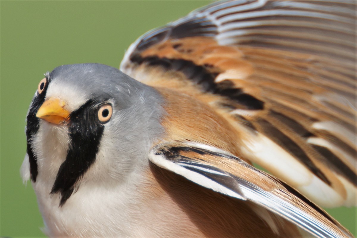 Bearded Reedling - ML579654801