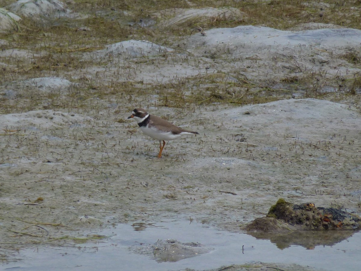 Semipalmated Plover - ML57965521