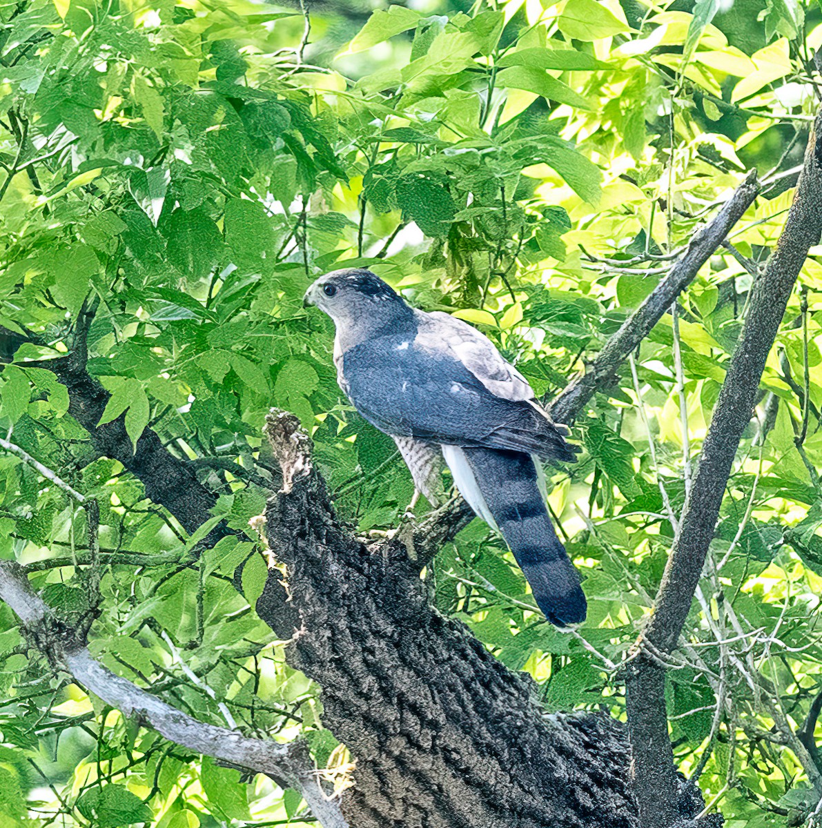 Cooper's Hawk - ML579655561