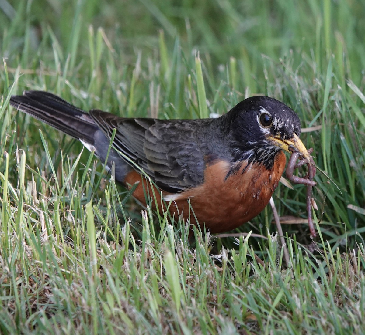 American Robin - Troy Gorodess