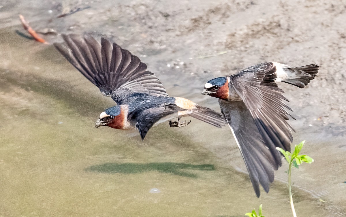 Cliff Swallow - ML579655801