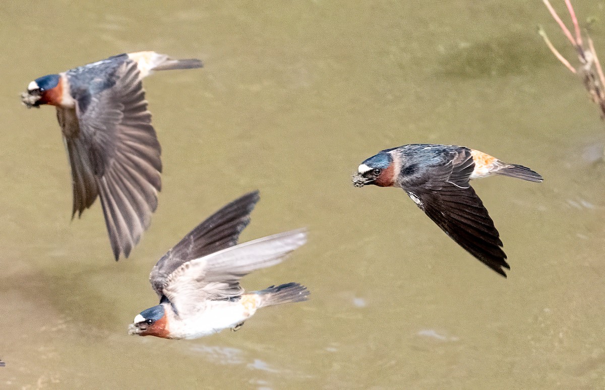 Cliff Swallow - ML579655951