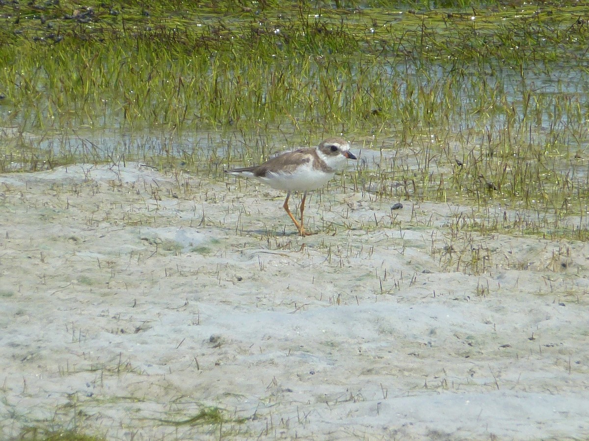 Semipalmated Plover - ML57965631