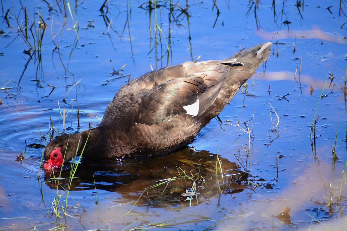 Muscovy Duck (Domestic type) - ML579657001