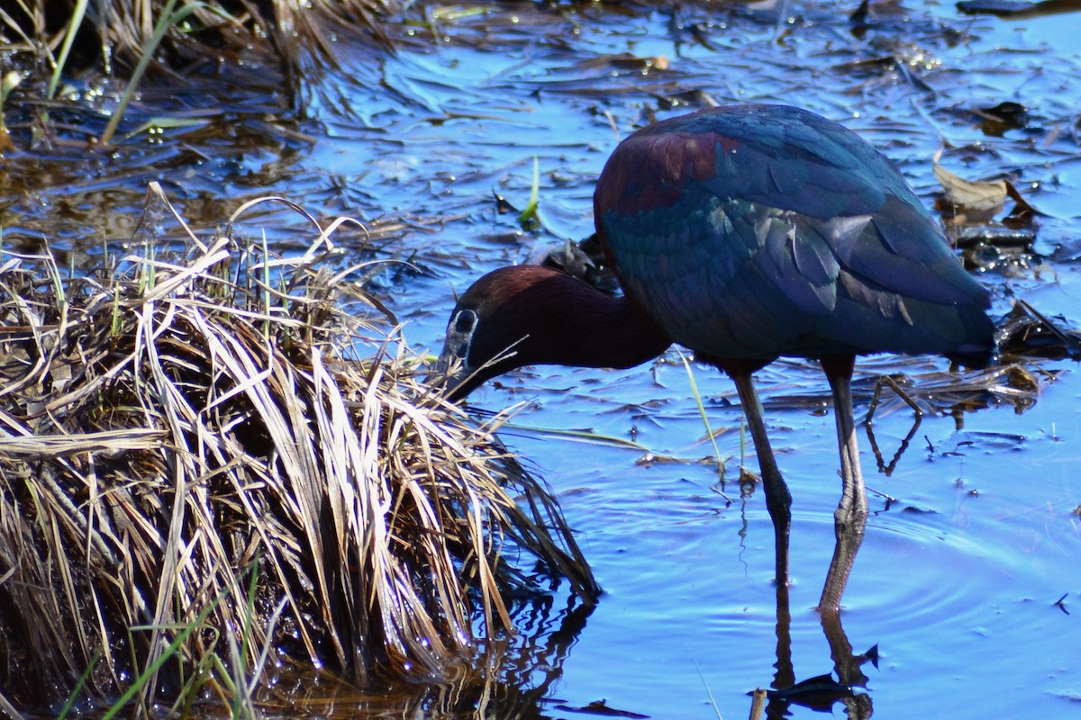 Glossy Ibis - ML579657321