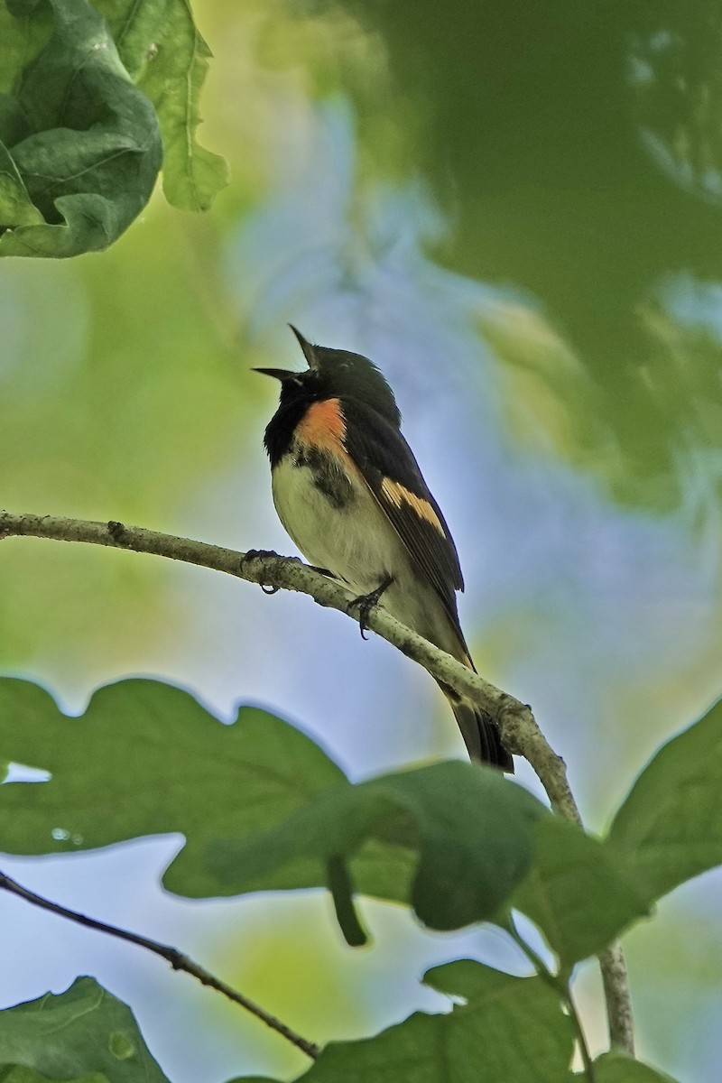 American Redstart - Troy Gorodess