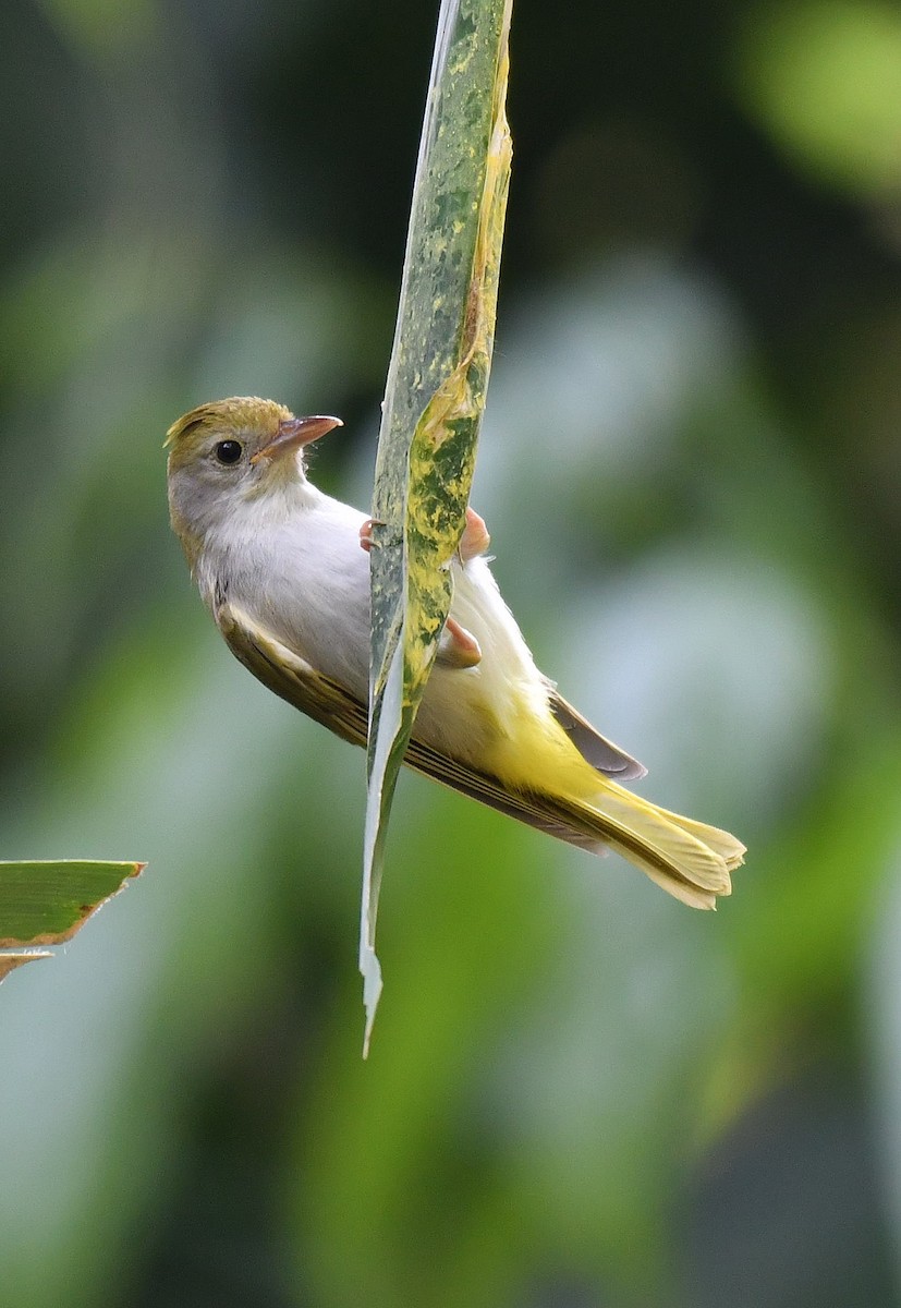 White-bellied Erpornis - Lalnun Zira