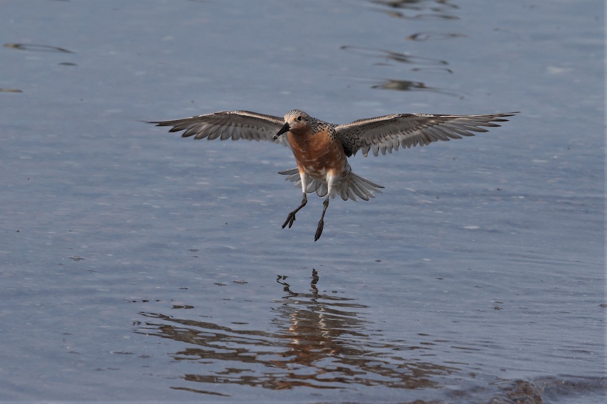 Red Knot - ML579658331