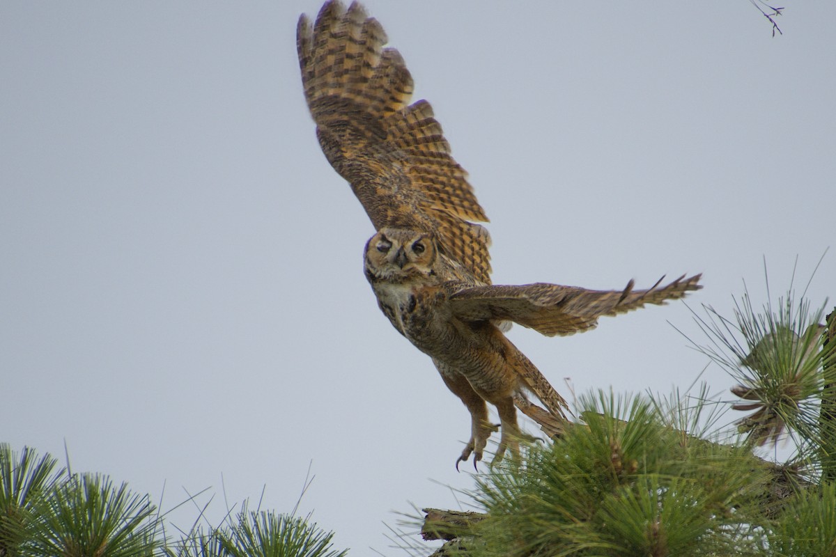 Great Horned Owl - ML579658731