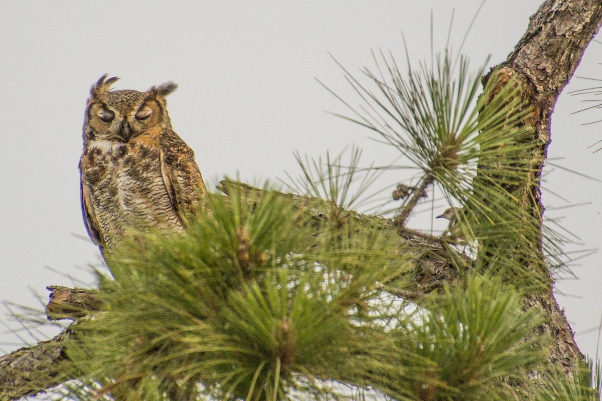 Great Horned Owl - ML579658741
