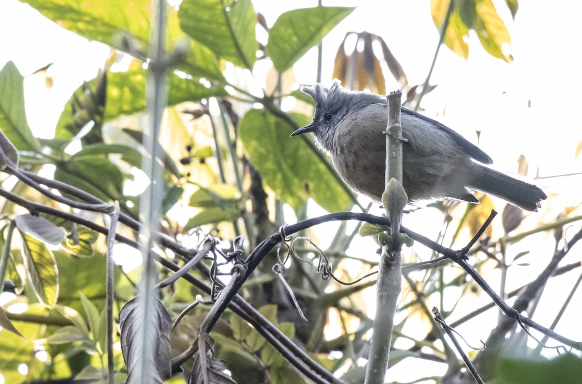 stripestrupeyuhina - ML57966041