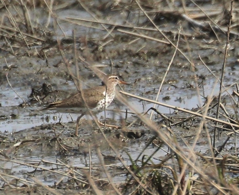 Spotted Sandpiper - ML579660461