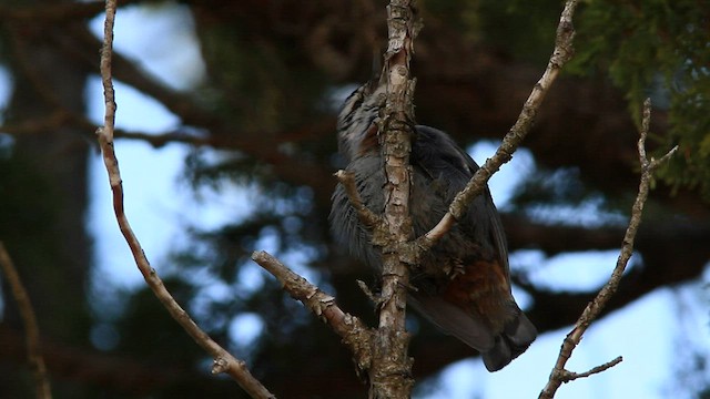 Krüper's Nuthatch - ML579660701