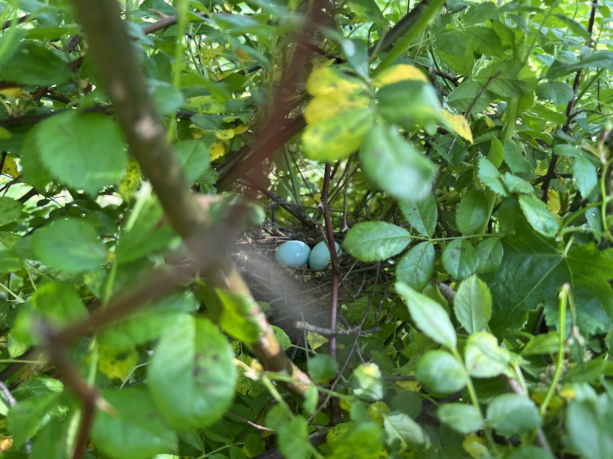 Yellow-billed Cuckoo - ML579661601