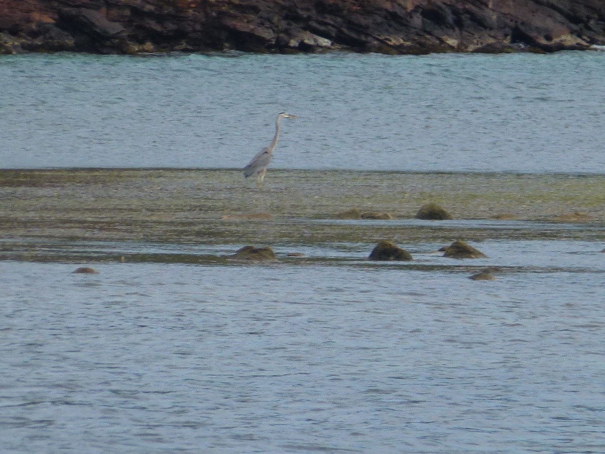 Great Blue Heron - ML57966201