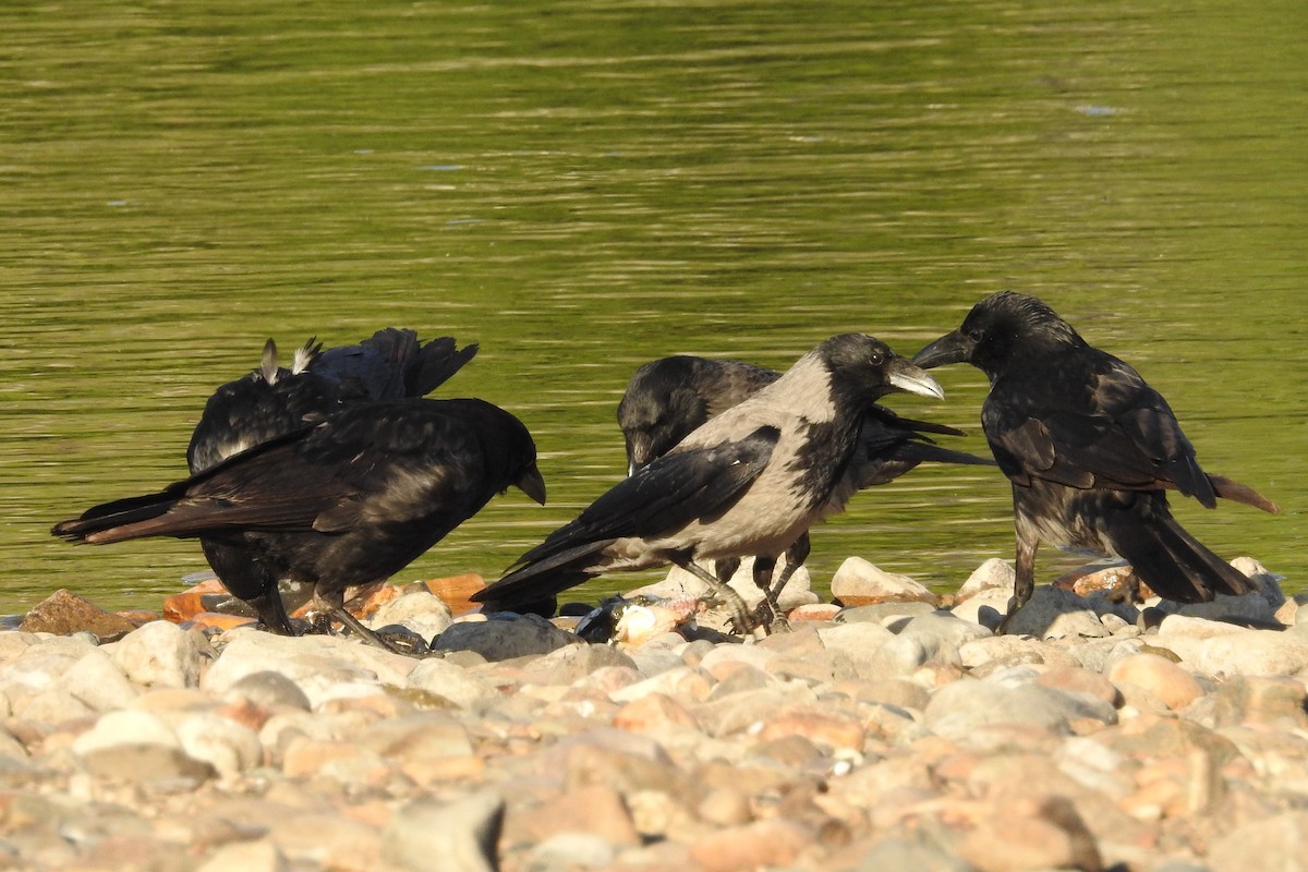 Carrion/Hooded Crow - ML579663421