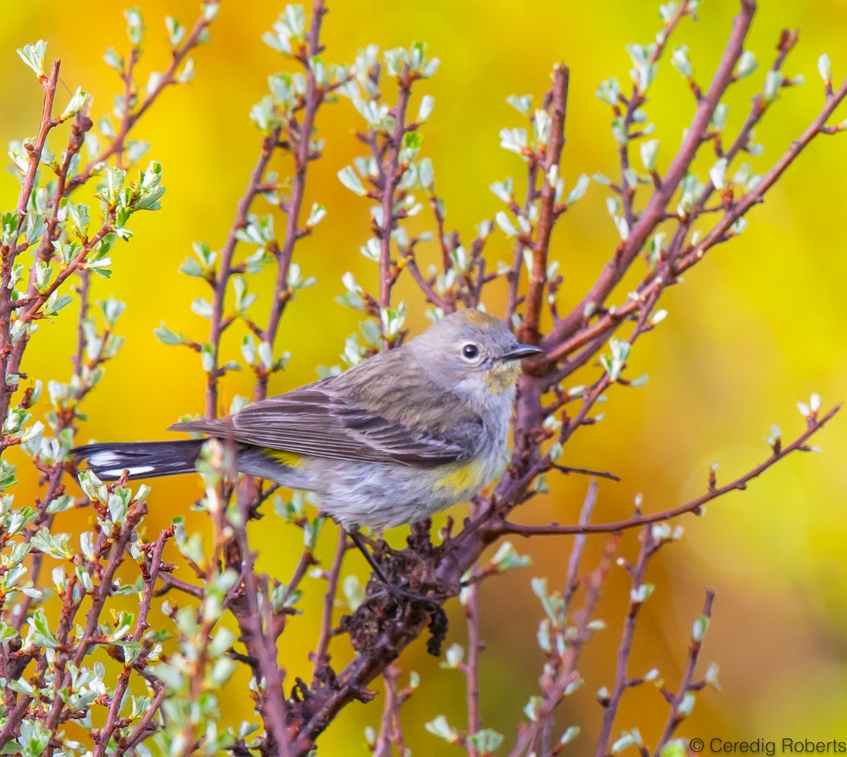 Yellow-rumped Warbler - ML579664301