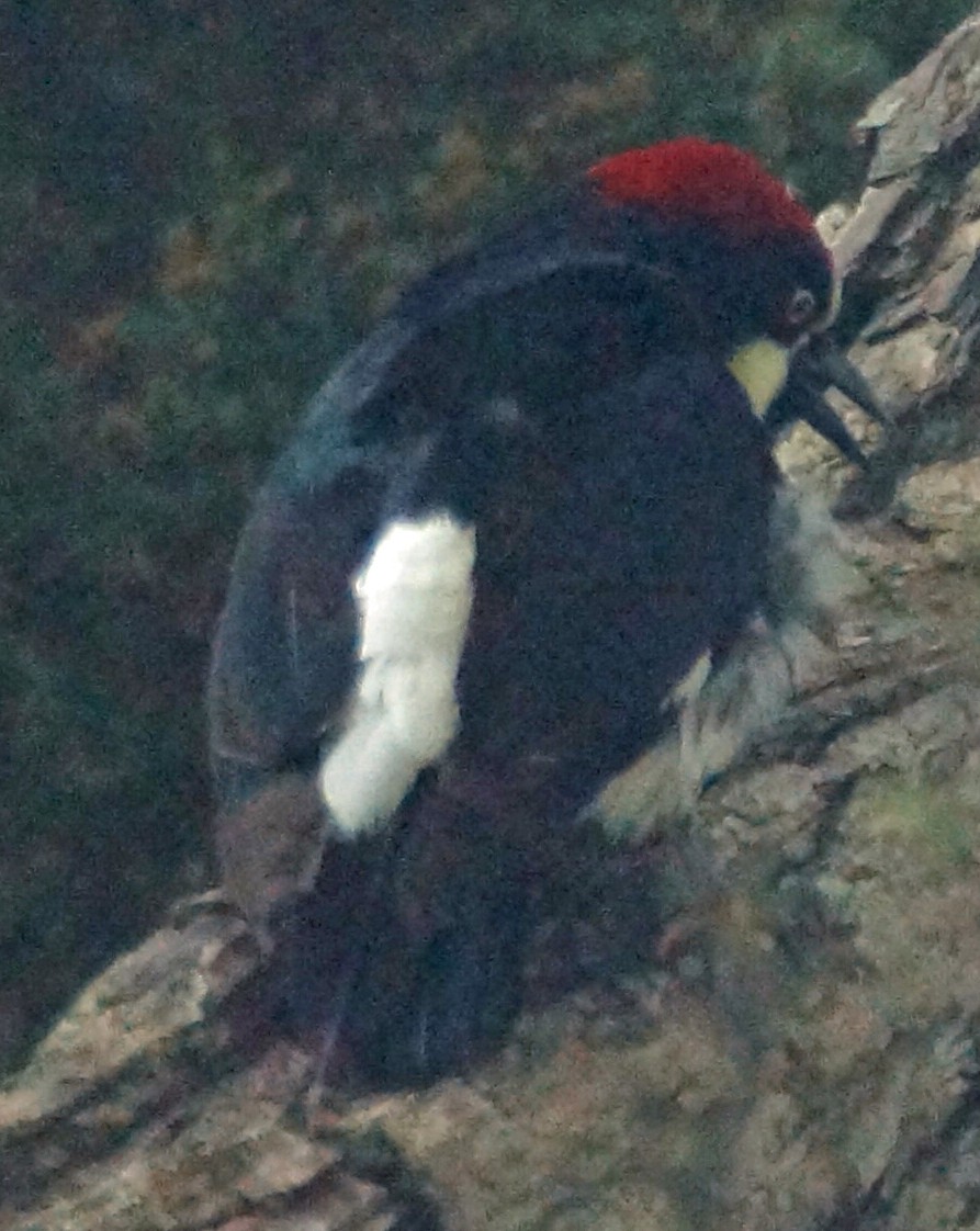 Acorn Woodpecker - ML579664601