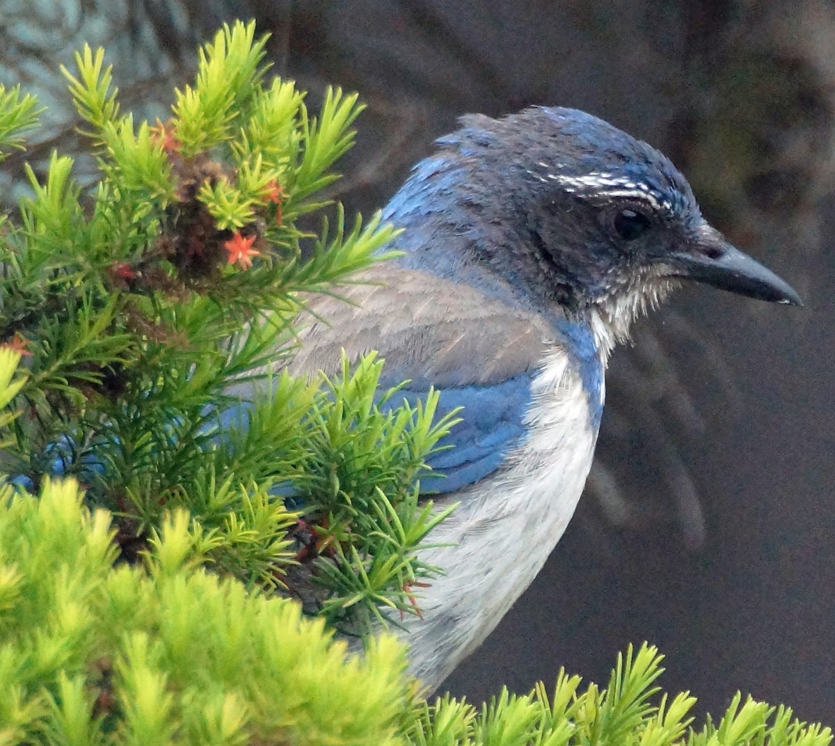 California Scrub-Jay - David Moore