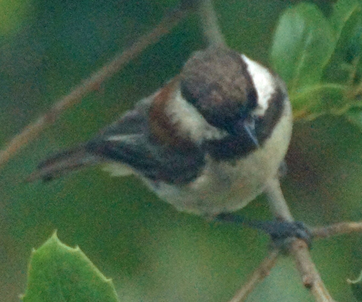 Mésange à dos marron - ML579664771