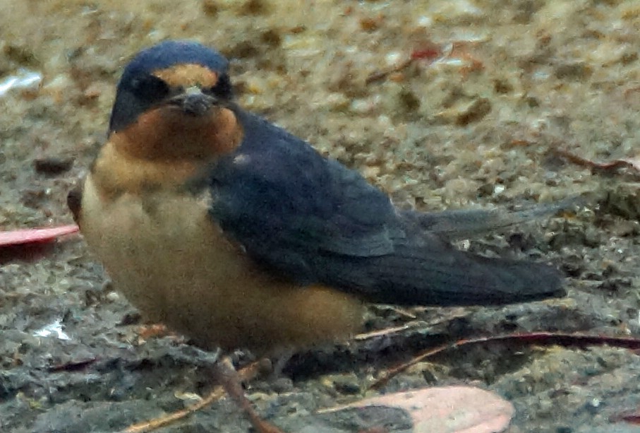 Golondrina Común - ML579664831