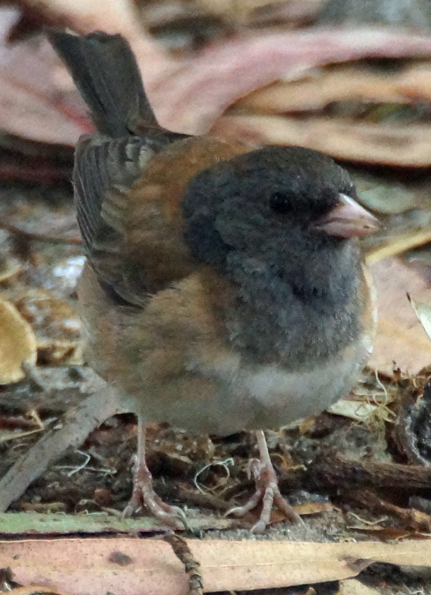 Dark-eyed Junco - ML579664891