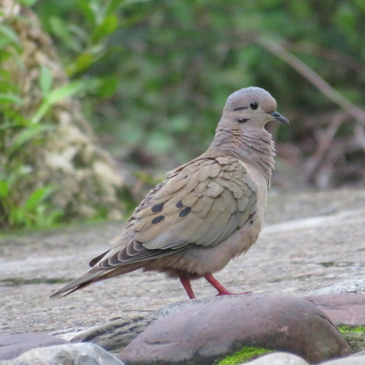 Eared Dove - Vicente Amado Gavidia Medina