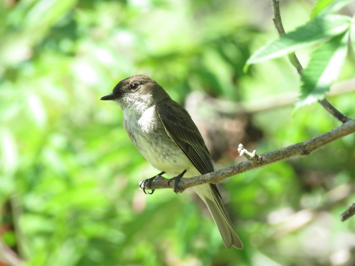 Eastern Phoebe - Gilbert Côté