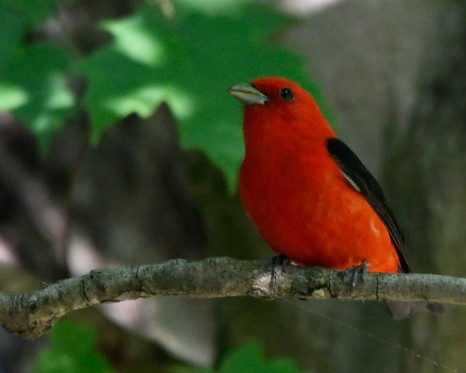 Scarlet Tanager - ML579667451