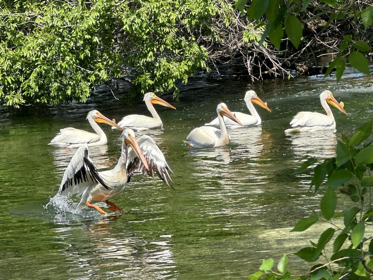 American White Pelican - ML579667471