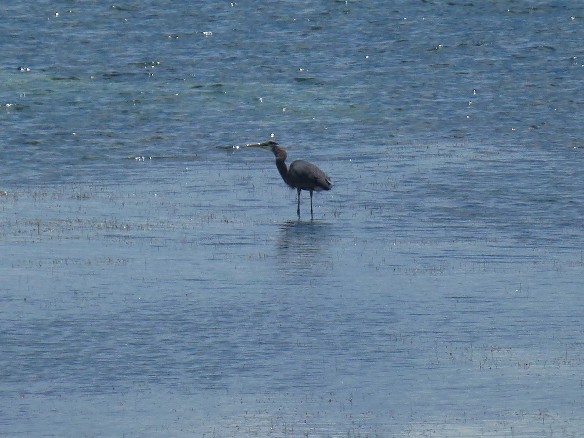 Great Blue Heron - ML57966801