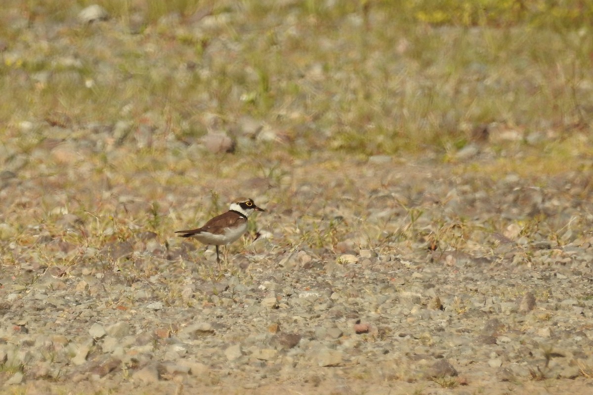 Нарийн хиазат - ML579671281