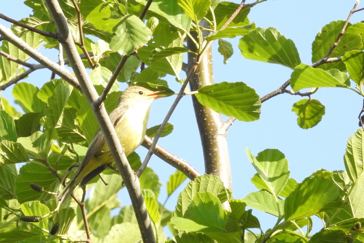 Icterine Warbler - David Kuster