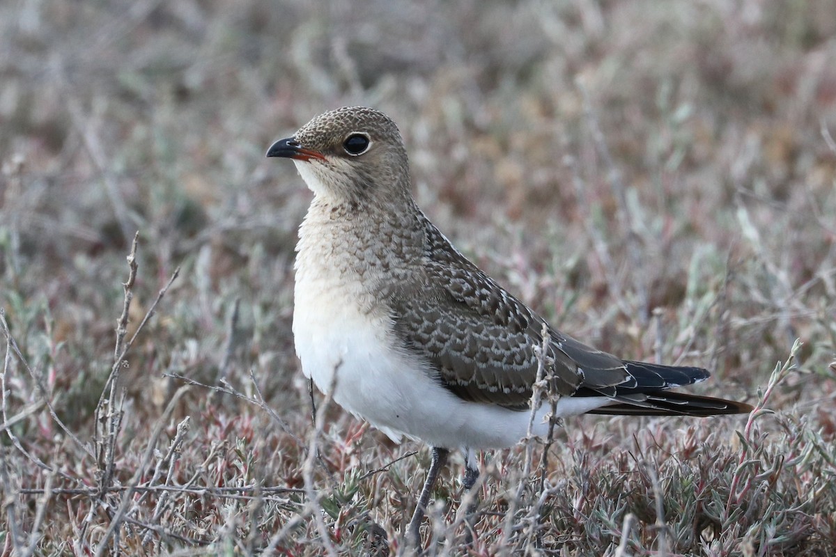 Collared Pratincole - ML579671381