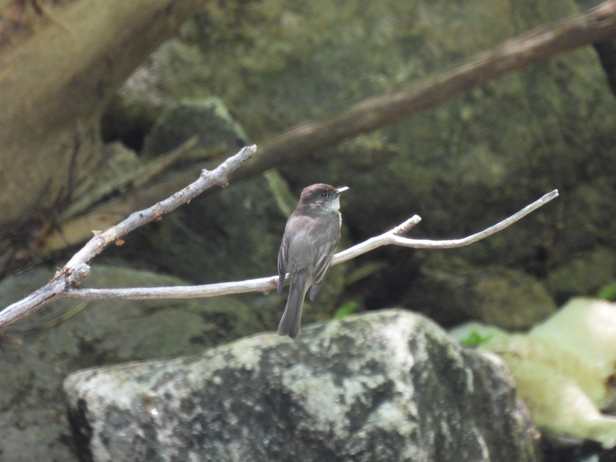 Eastern Phoebe - ML579671801