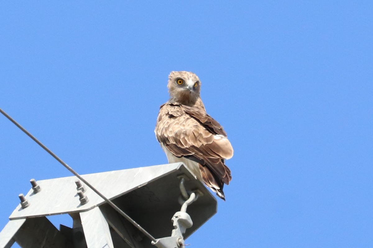 Short-toed Snake-Eagle - ML579671921