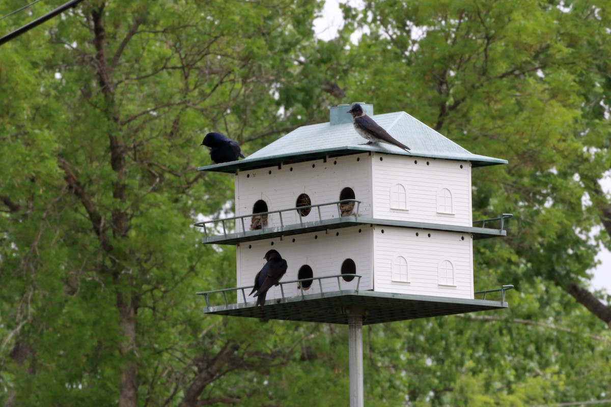 Purple Martin - ML579672271