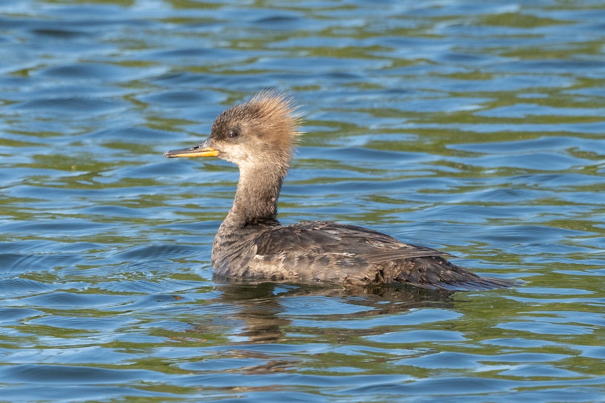 Hooded Merganser - ML579672321