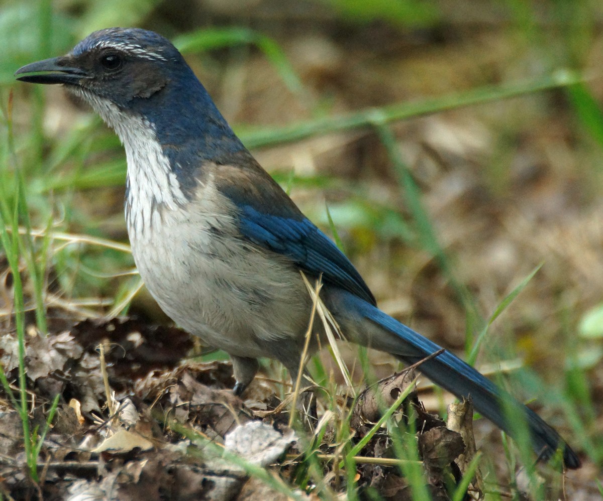 California Scrub-Jay - ML579672741