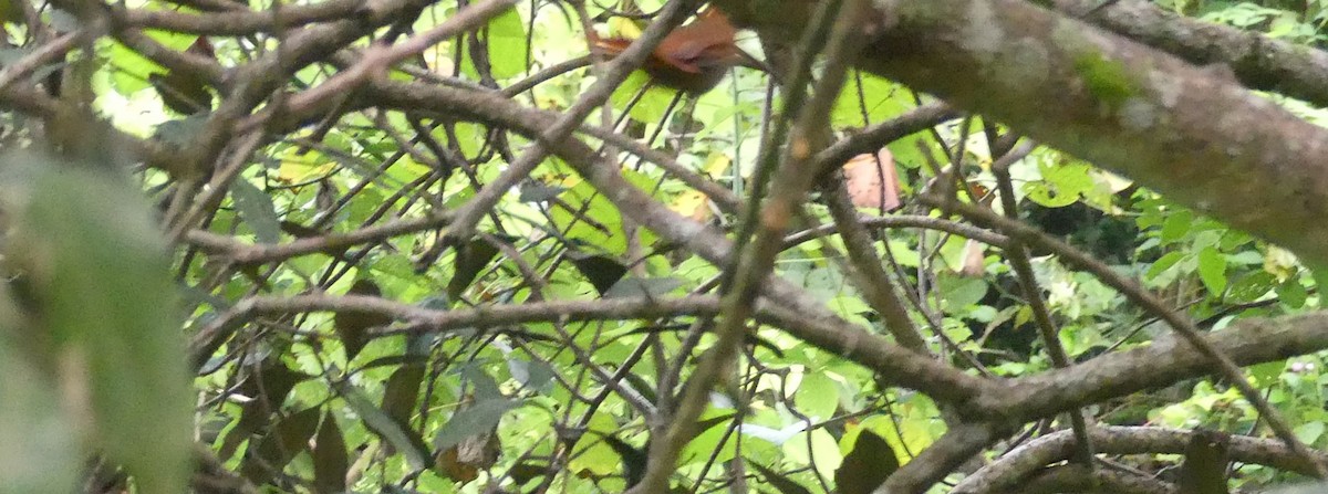 Henna-hooded Foliage-gleaner - Lisa Brunetti