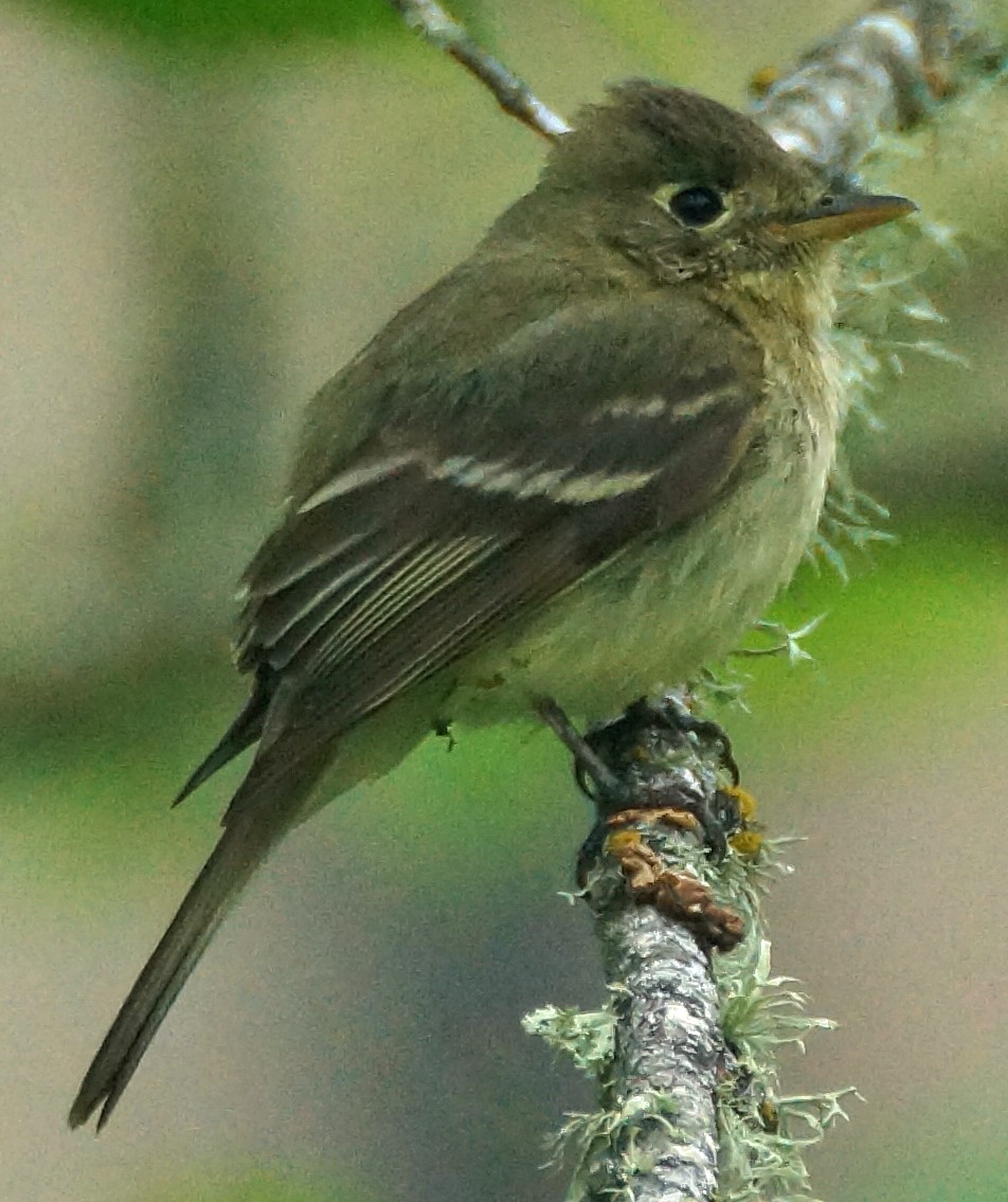 Western Flycatcher (Pacific-slope) - ML579672911